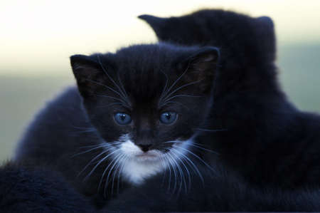 young black blue eyed kitten looking ahead