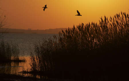 a picture of birds flying in marshの写真素材