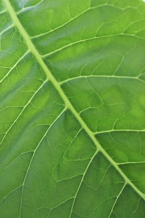 a macro of green leaf up closeの写真素材