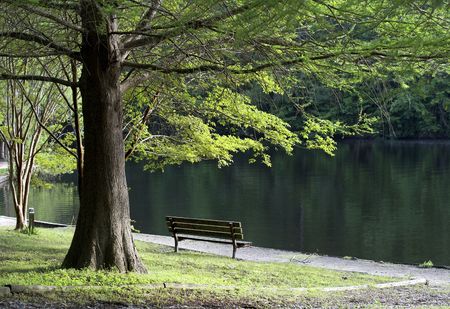 a bench under a tree at waters edgeの写真素材