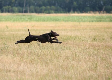 A gun dog on field tests, horizontal