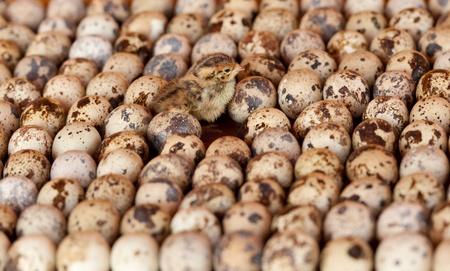 Baby bird among quail eggsの写真素材