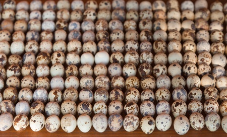 Many quail eggs lie on a wooden tableの写真素材