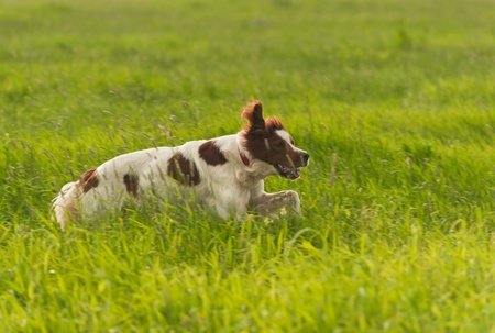 The dog runs on a green grass. Shallow DOF, focus on dog. Shooting with panning.