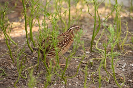 one quail on a farm, clousup, outdoorの写真素材