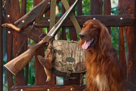 Gun dog near to shot-gun and trophies, horizontal, outdoors