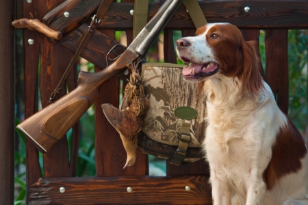 Gun dog near to shot-gun and trophies, horizontal, outdoorsの写真素材