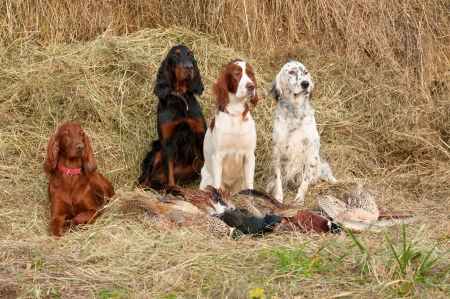 Four gun dog resting after the hunt beside a shotguns and pheasants in front of a hay, horizontalの写真素材