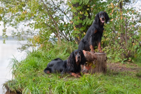 Two gun dog near to trophies, horizontal, outdoorsの写真素材