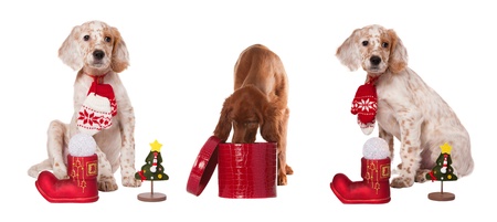 collection puppyes sits with christmas baubles and mittens, isolated white backgroundの写真素材