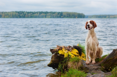 Gun dog near to trophy, horizontal, outdoors