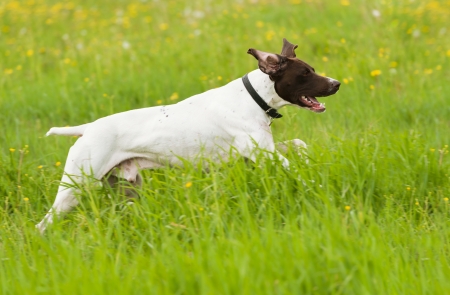 dog runs on a green grass, horizontalの写真素材