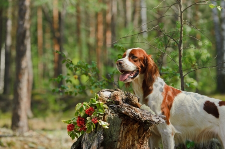 Gun dog near to trophies, horizontal, outdoorsの写真素材