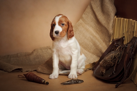 Puppy and hunting accessories, horizontal, studioの写真素材