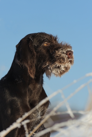 Brown dog portrait against the snow, vertical
