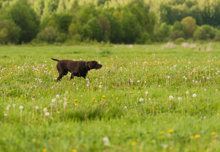 Gun dog on green grass, horizontal, outdoorsの写真素材