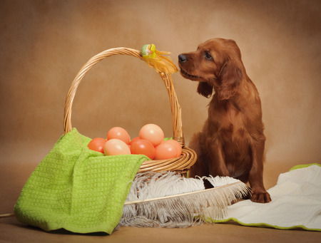 Puppy and basket with easter eggs, horizontal, studioの写真素材