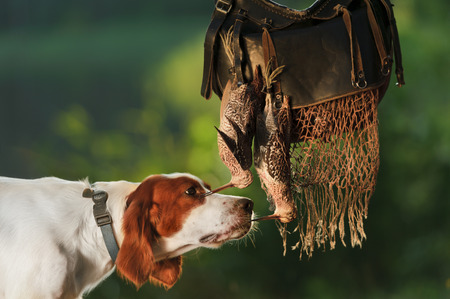 Gun dog near to trophies, horizontal, outdoors