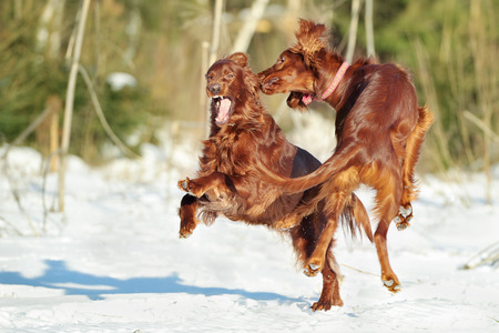 Two red setters playing against white snow and green forests, outdoors, horizontalの写真素材