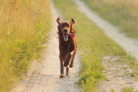 Red dog running against background  green grass and sunset, outdoors, horizontalの写真素材
