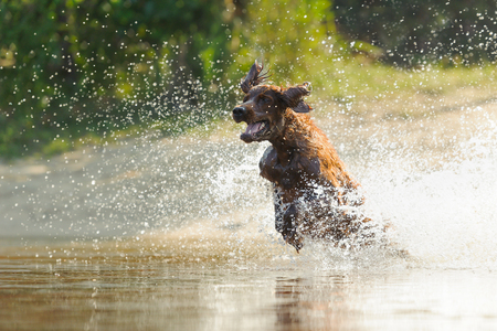 Irish red setter playing in water of the beach, horizontalの写真素材