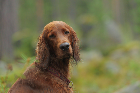 Irish red setter portrait on green grass background, outdoors, horizontal