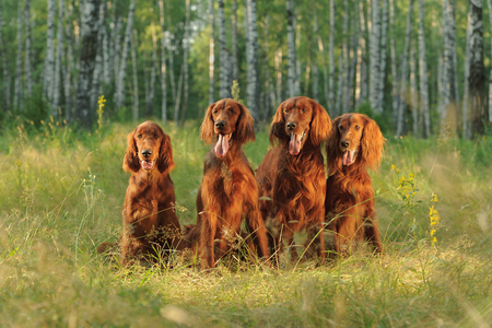Four red dogs sit on background of green grass in rays of sunset, outdoors, horizontalの写真素材