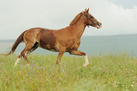 Brown horse run trotted on green meadow in summer day, outdoors, horizontalの写真素材
