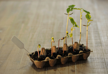 Potted seedlings growing in biodegradable peat moss pots on wooden background with copy space.の写真素材