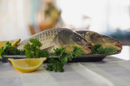 Raw fish on metallic dish with greens and lemon on white table. Indoors. Horizontal.の写真素材