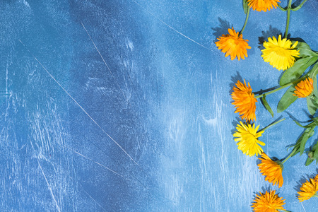 Floral pattern of calendula flowers on blue background. Flat lay, top view. Floral background.の写真素材