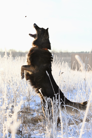 The dog jumps on the background of the winter landscapeの写真素材