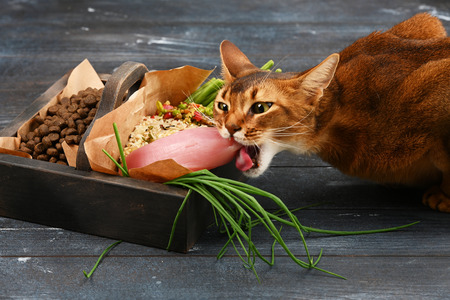 Special pet food VS natural pet food. Ingredients turkey, groats, rise, greens and sprouts in brown wooden box on rough dyed wooden background. Flat lay.の写真素材