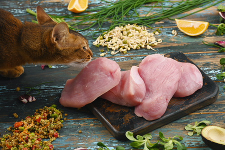 Cat and raw ingredients for healthy food on rough dyed wooden background. Flat lay.の写真素材