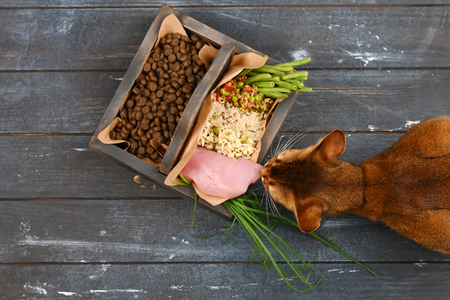 Special pet food VS natural pet food. Ingredients turkey, groats, rise, greens and sprouts in brown wooden box on rough dyed wooden background. Flat lay.の写真素材