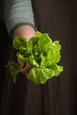 Woman holding a lettuce in hand. Rustic style. Vertical.の写真素材