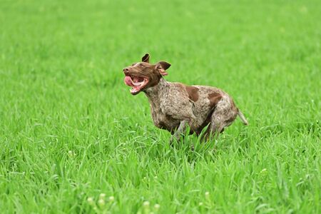 German short-haired pointer on field trial, outdoors, horizontal.