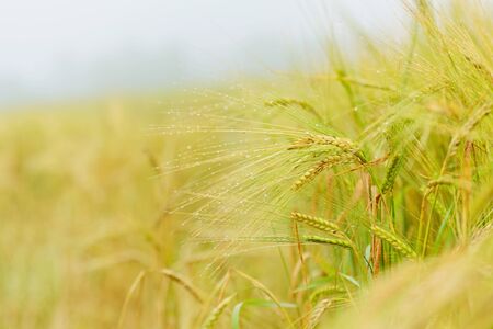 Grain ripens on farm field. Scene with green cereal field.の写真素材