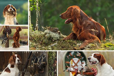 Gun dog near to shot-gun and trophies, horizontal, outdoorsの写真素材