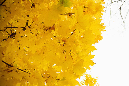 Autumn yellow color tree, orange foliage in fall forest. Outside.の写真素材