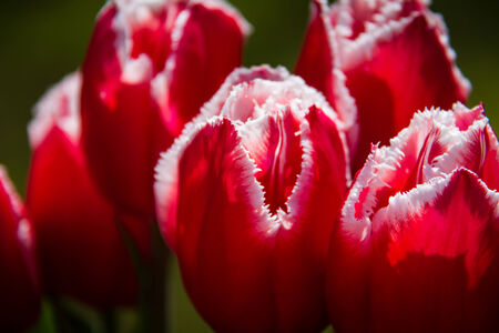 Red and White Tulipsの写真素材