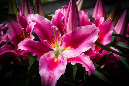 Pink Lilliesの写真素材