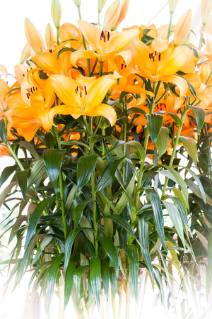 Yellow Lilliesの写真素材