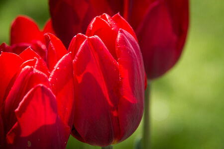 Red Tulipsの写真素材