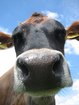 jersey noseの写真素材