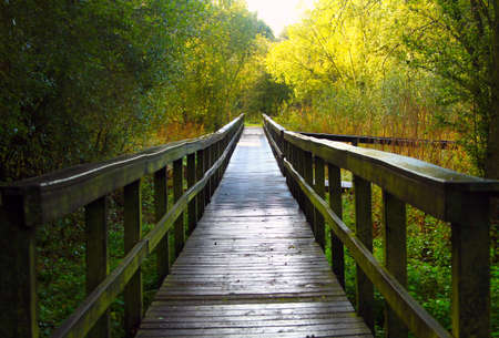 A wooden foot bridge through fairburn ings