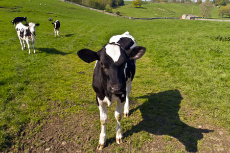 A young black aand white bull in a field
