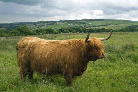  Highland cattle in a field in Holmefirth