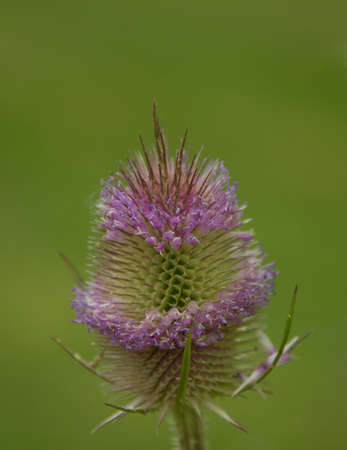 A single teasel with purple pink flowersの写真素材