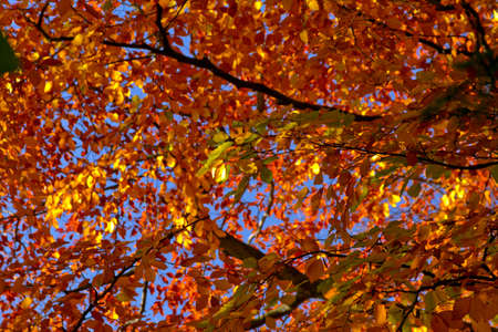 The blue sky showing through the autumn leaves background